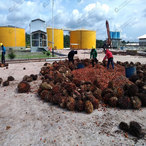 factory supply spiral palm oil expeller/oil making in Nigeria