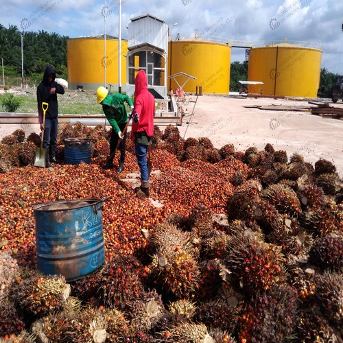 full set processing line ethiopia palm oil machine cold press in Nigeria
