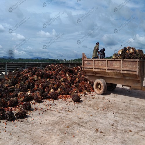 wholesale price high efficient palm fruit oil refining machine/palm
