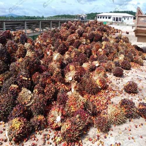 factory price 20tph palm fruit bunch oil process machinery in Venezuela