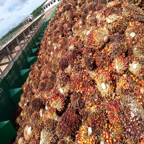 turnkey palm kernel oil extraction plant for sale/myande group
